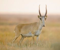 an antelope standing in the middle of a field