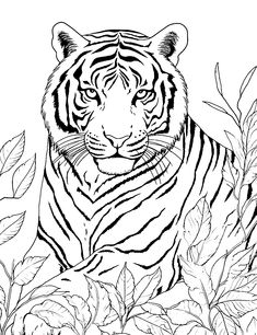 a black and white drawing of a tiger sitting in the grass with leaves around it