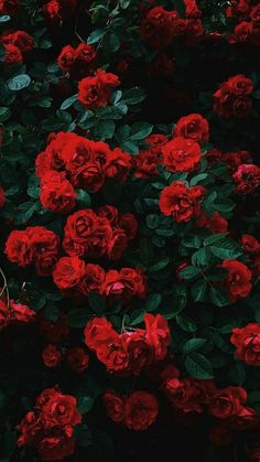 many red roses are blooming in the garden