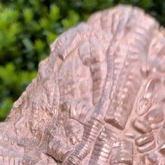 a close up view of a carving of an animal's head and body with trees in the background