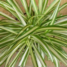 a large green plant with white stripes on it's leaves in front of a brick wall