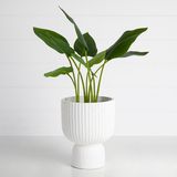 a potted plant with green leaves in it sitting on a table next to a white wall