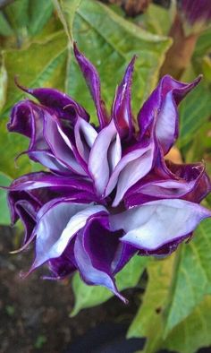 purple and white flower with green leaves in the background