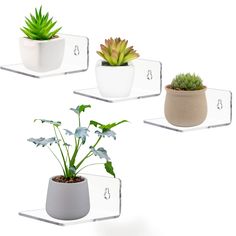 three planters with succulents and other plants in them on glass shelves