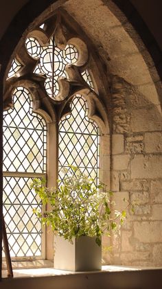 a potted plant sitting on top of a window sill