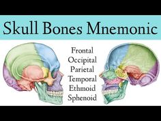 two skulls with the words skull bones mnemonic