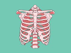 the rib cage is shown in red and white on a green background with an illustration of ribs