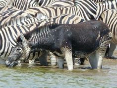 several zebras are standing in the water and drinking from it's mouth,