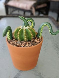 a small cactus sitting on top of a potted plant next to a phone screen