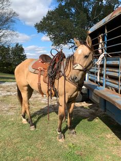 a brown horse standing next to a blue truck