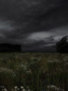 an empty field with grass and flowers under a dark sky