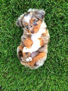 a puppy is holding a white duck in its paws on the grass with caption that reads, this is a 7 - week - old australian shepherd puppy pup