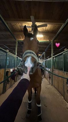 a person petting a horse in an enclosed area