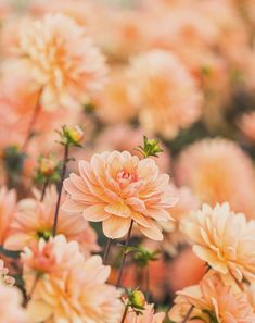 pink flowers are blooming in the garden