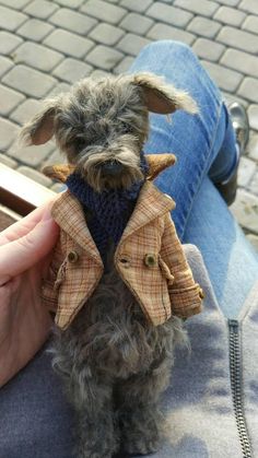 a small dog is wearing a jacket and jeans