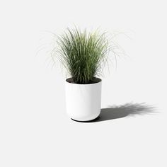 a potted plant with long green grass growing out of it's center, on a white background