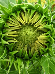 a large green flower with lots of leaves around it's center and the petals are open