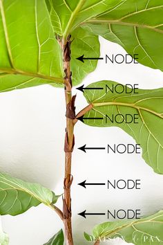 Propagate Fiddle Leaf Fig, Fig Tree Indoor, Fiddle Leaf Fig Propagation, Fig Propagation, Green House Plants, Fig Tree Plant, Low Maintenance House Plants, Fiddle Fig Tree, Fiddle Leaf Fig Care