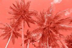 red palm trees against a pink sky with white clouds in the foreground, black and white photograph