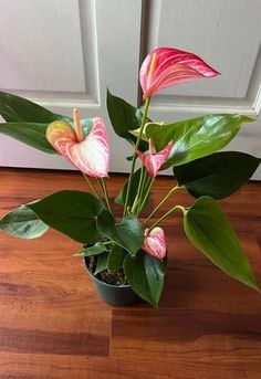 a potted plant with pink flowers and green leaves