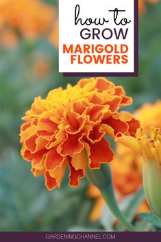 an orange flower with the words how to grow margold flowers in front of it