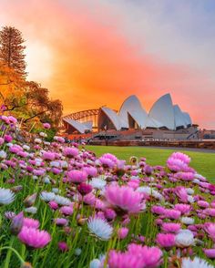 pink and white flowers in front of the sydney opera house at sunset, with an orange sky