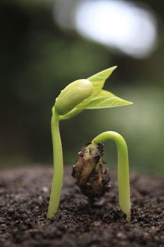 a young plant sprouts from the ground