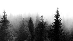 black and white photograph of trees in the fog