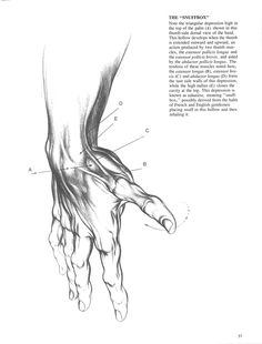 an image of the wrist and hand muscles