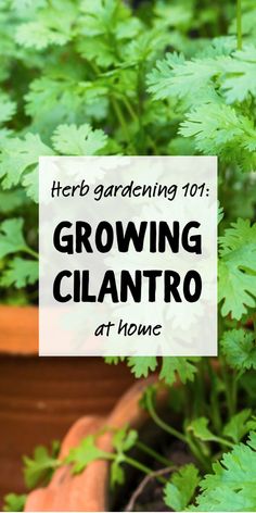 Herb gardening 101: Growing cilantro at home - Cilantro plants in a garden. Herbs At Home, Aromatic Plant, Garden Veggies, Gardening 101, Food Garden