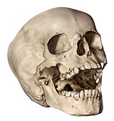 an image of a human skull showing the lower jaw and upper part of the face