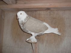 a white and gray bird perched on top of a wooden pole in a room with wood paneling