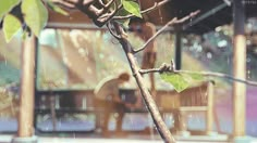 a tree branch with green leaves in the rain