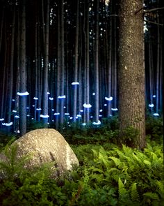 a forest filled with lots of tall trees and green plants next to a large rock