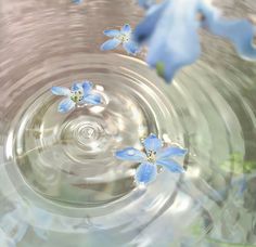 three blue flowers floating in water on top of each other with ripples around them