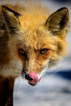 a close up of a fox with its tongue out