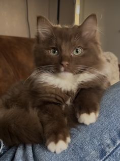 a brown and white cat is sitting on someone's lap looking at the camera