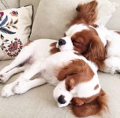 two brown and white dogs sleeping on a couch