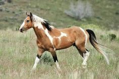 a brown and white horse is walking through the grass