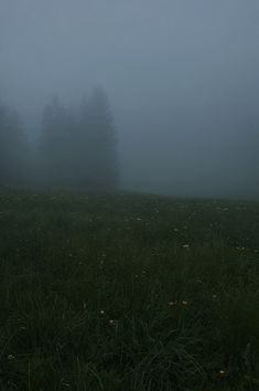 a foggy field with trees in the distance