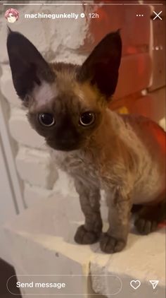 a siamese cat sitting on top of a white ledge next to a brick wall