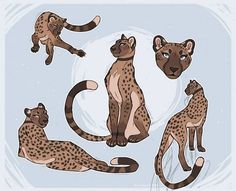 four different types of cheetah on a light blue background with white circles around them