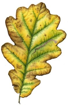 a drawing of a leaf with yellow and green leaves on the outside, and a white background