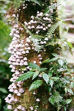 some very pretty plants growing on the side of a tree