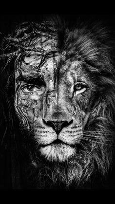 a black and white photo of a lion's face with water all over it