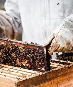 a man in white shirt and gloves working on a beehive with lots of bees