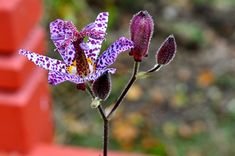 a purple flower with spots on it in front of a red bench