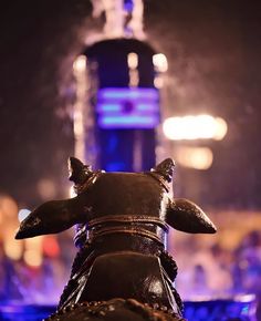 the back end of a horse's head in front of a stage with lights