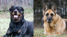 two dogs are laying in the grass and one is looking at the camera with its mouth open