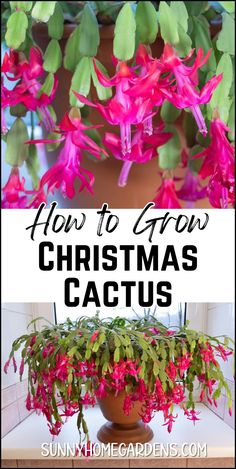 how to grow christmas cactus in a pot with text overlay